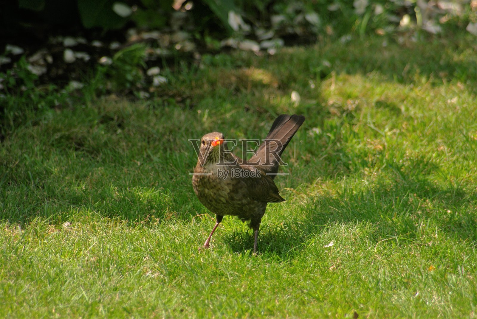 正在觅食的雌性黑鹂照片摄影图片