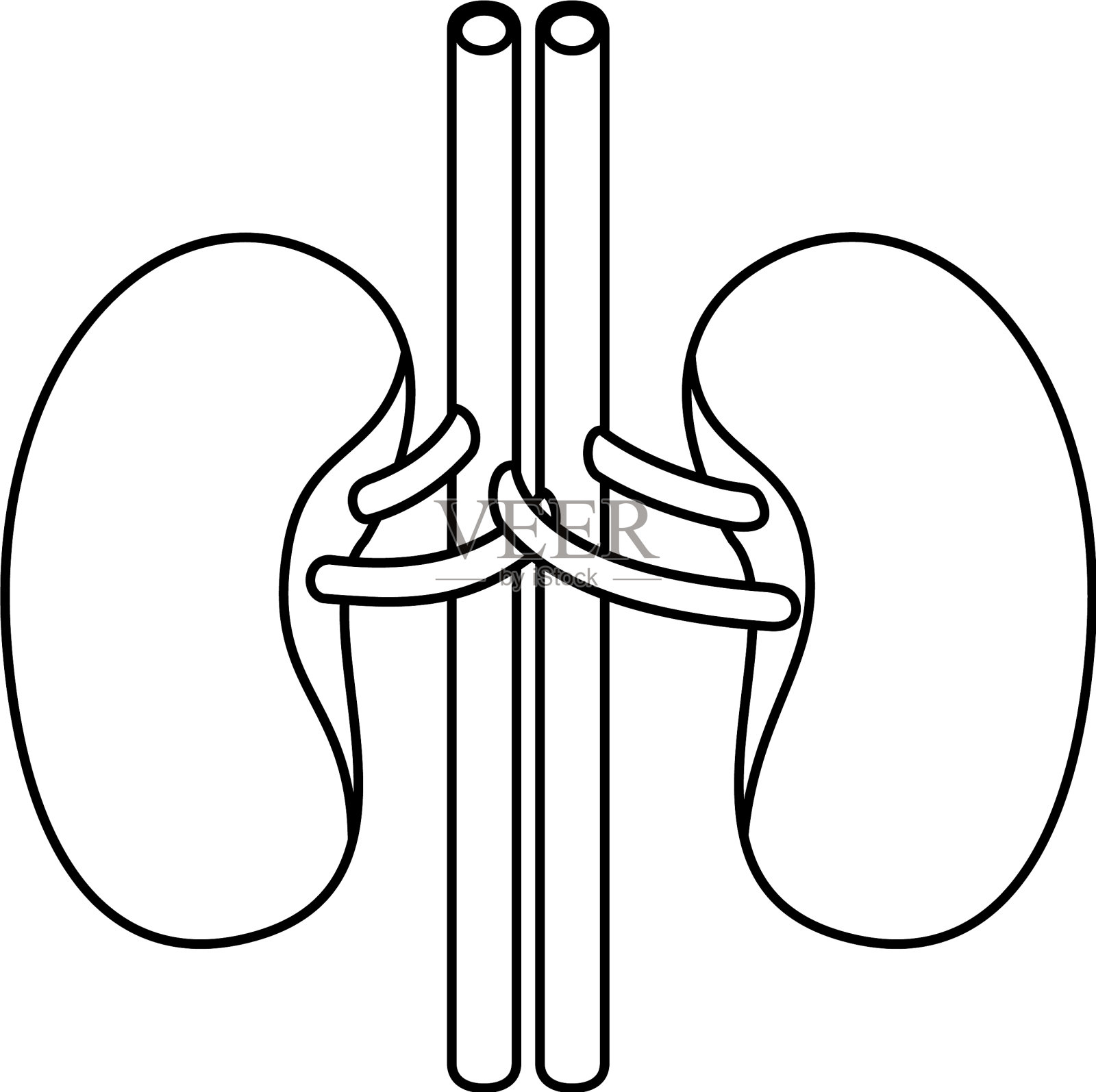 人体肾脏系统的轮廓