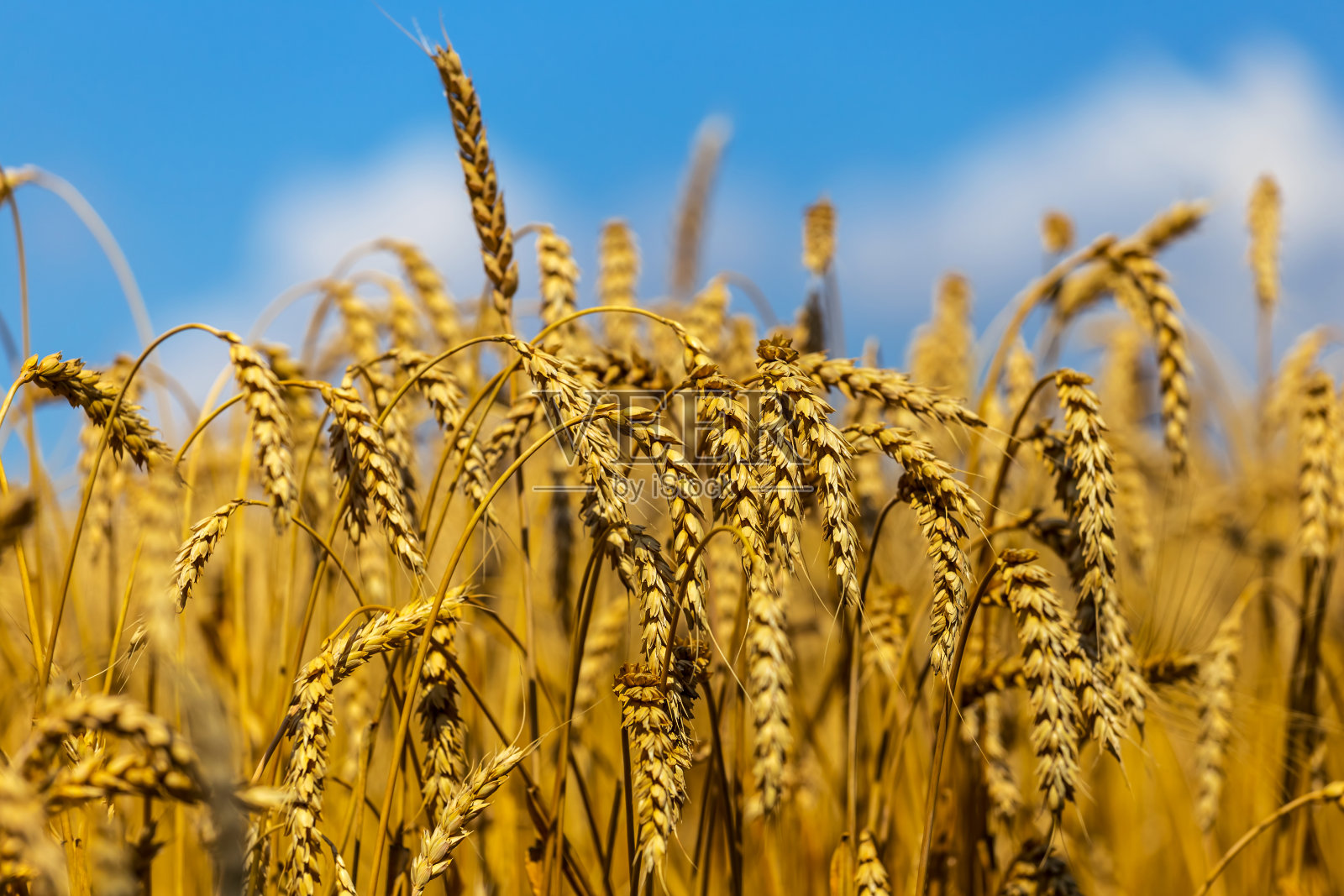 特写金色的麦穗照片摄影图片