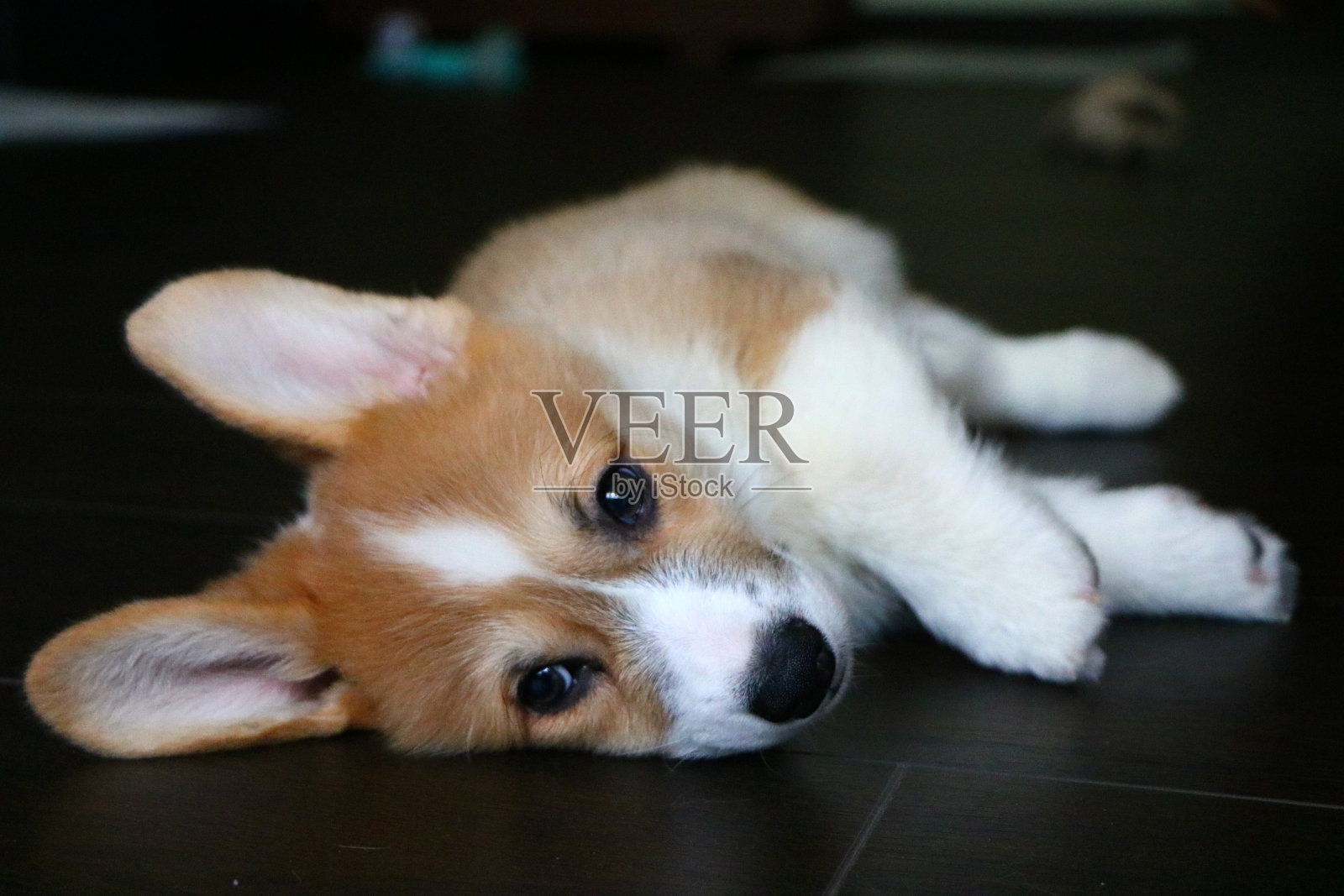 纯种威尔士柯基犬彭布罗克犬。特写图片。可爱的小狗，家庭成员。动物的背景照片摄影图片