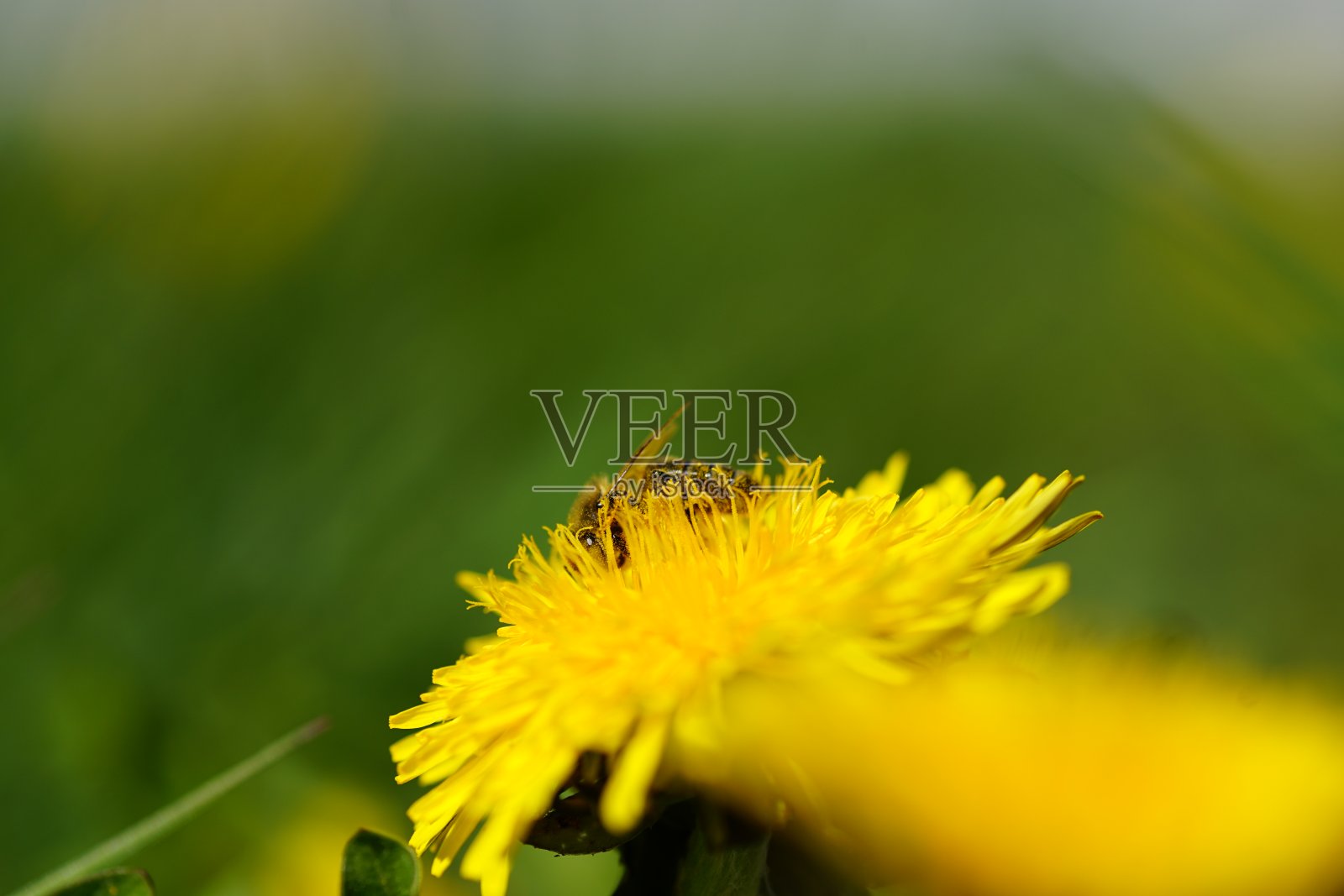 黄色的春花在宏照片摄影图片