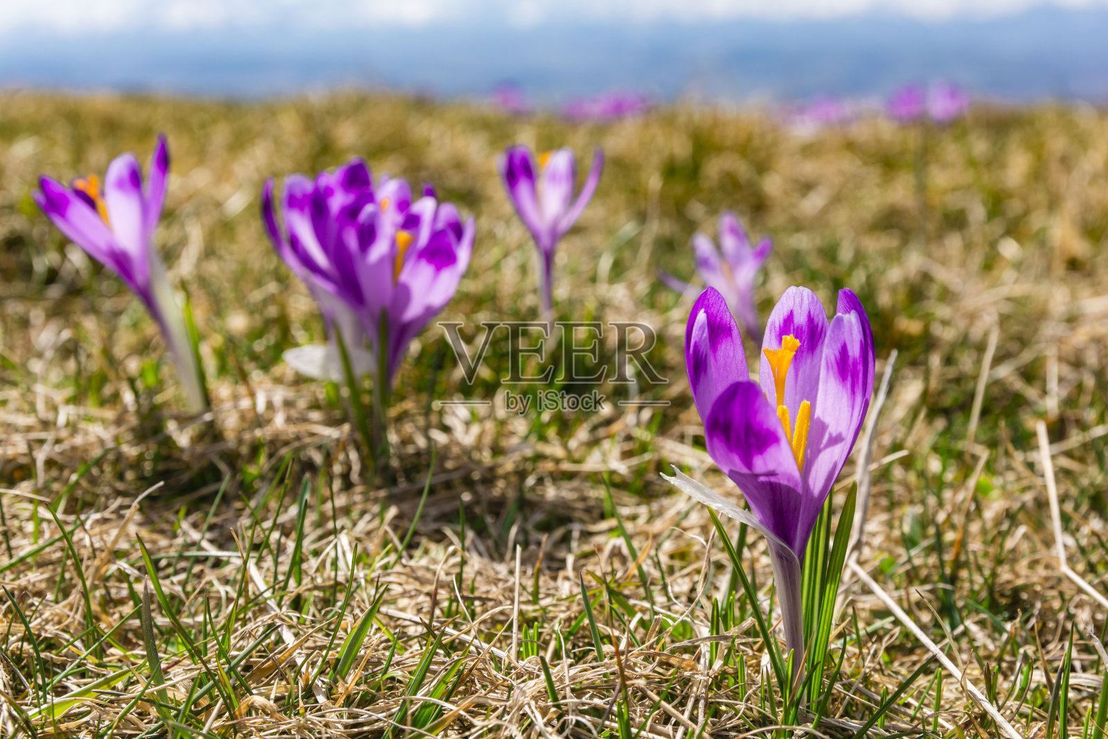 一个盛开的紫色花(番红花权杖)的特写在一个空地上的山。即将到来的春天的预告片。照片摄影图片