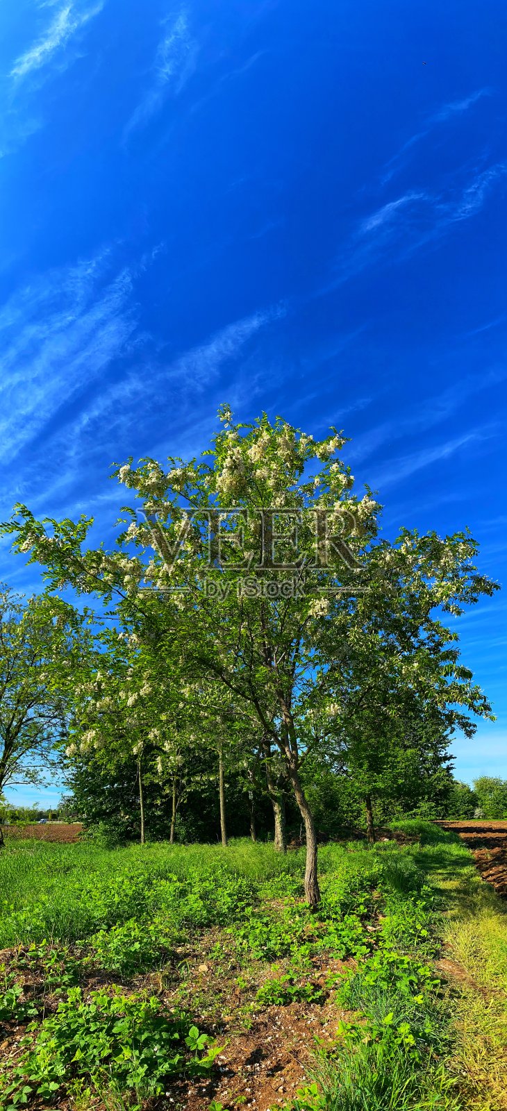 麦田照片摄影图片