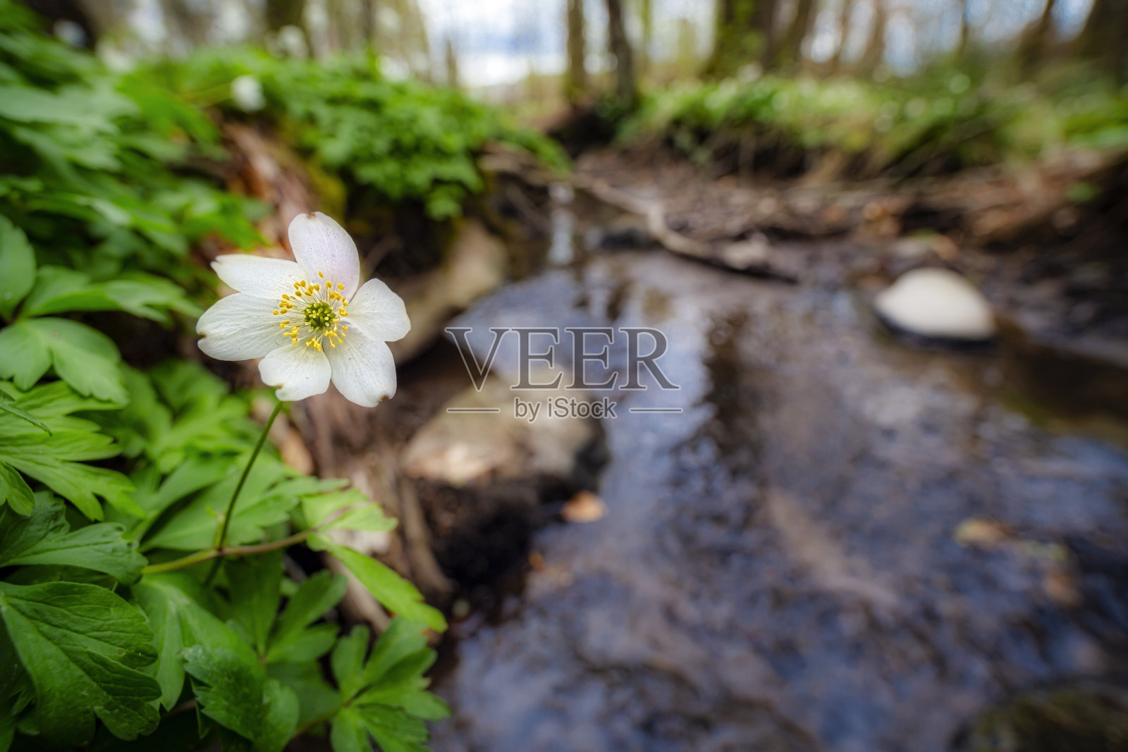 溪边的木莲照片摄影图片