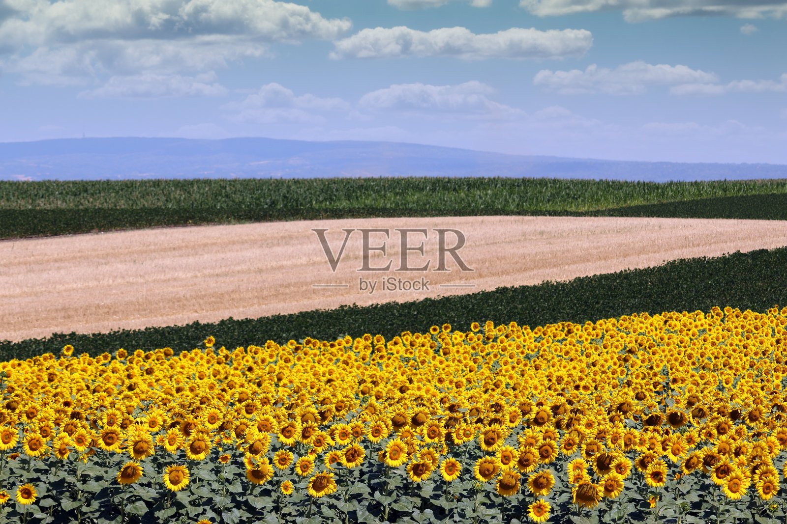 向日葵田夏季景观农业照片摄影图片