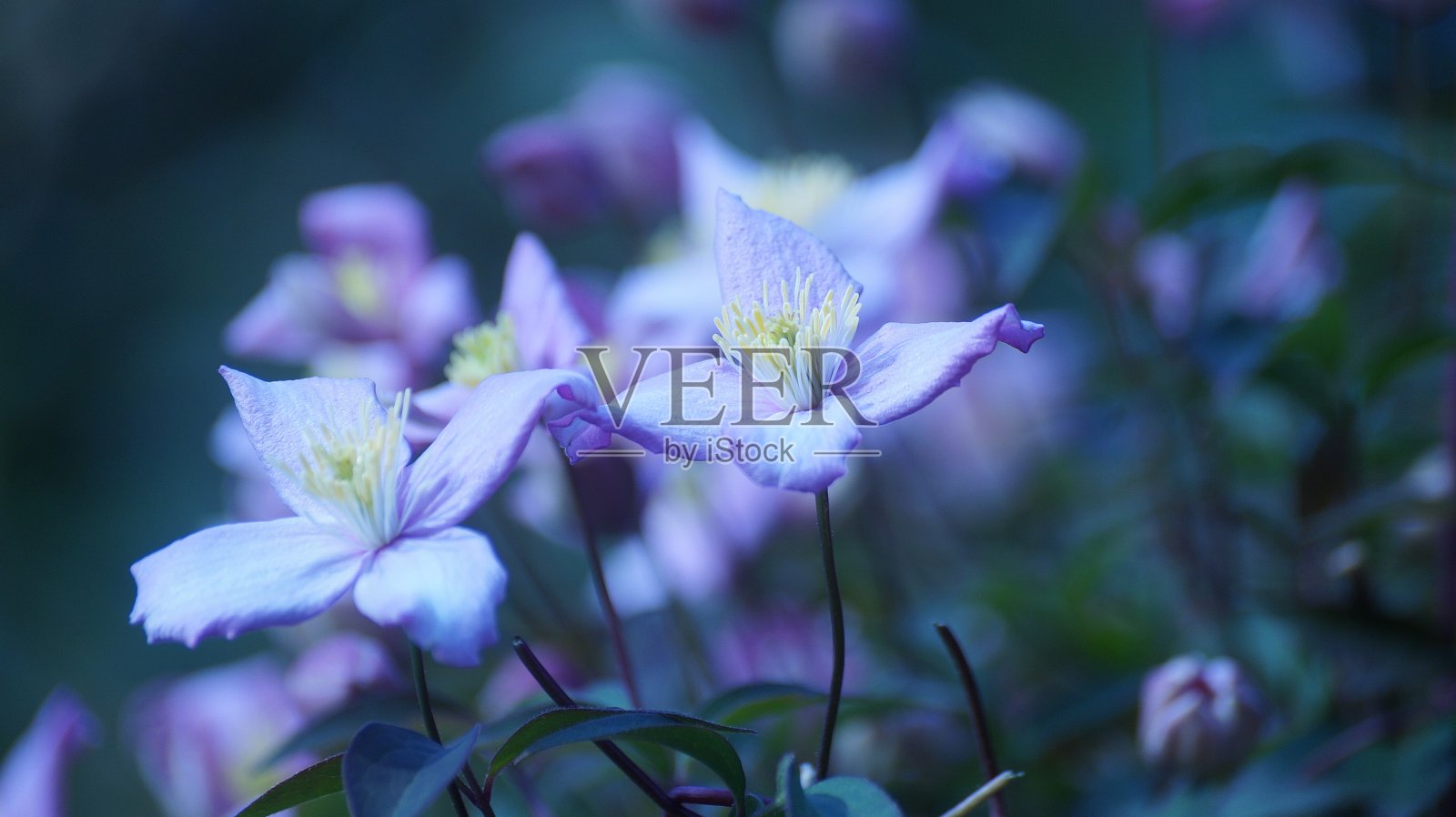 铁线莲的照片摄影图片