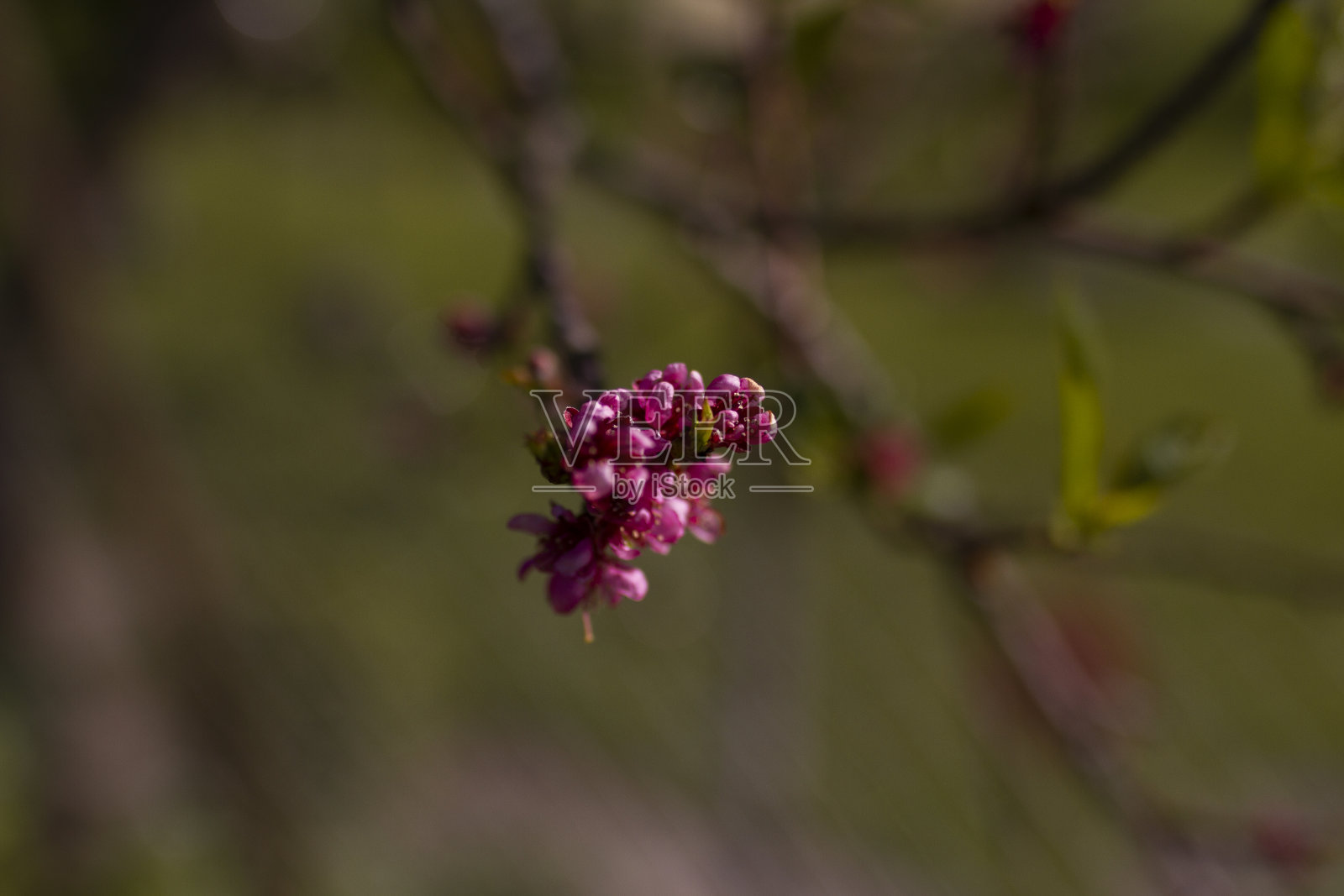 桃花照片摄影图片