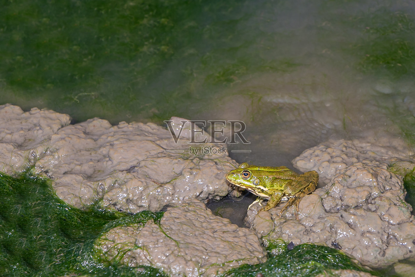 在一个晴朗的日子里，一只绿色的青蛙坐在河中央的一块石头上照片摄影图片