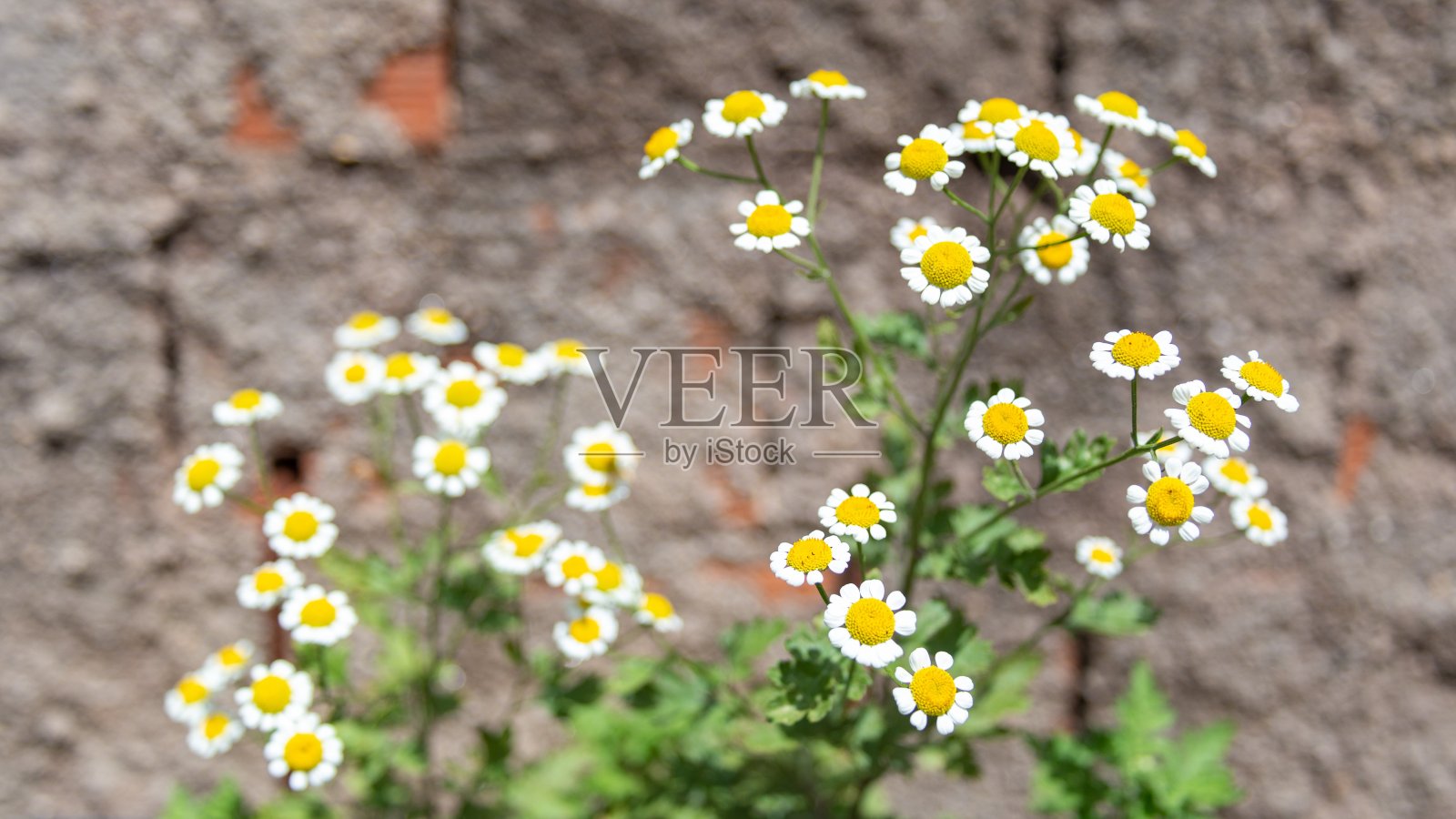 艾蒿照片摄影图片