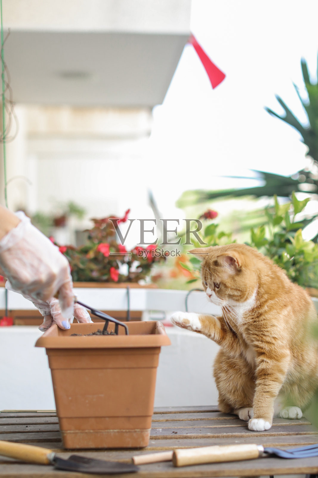 阳台花和猫照片摄影图片