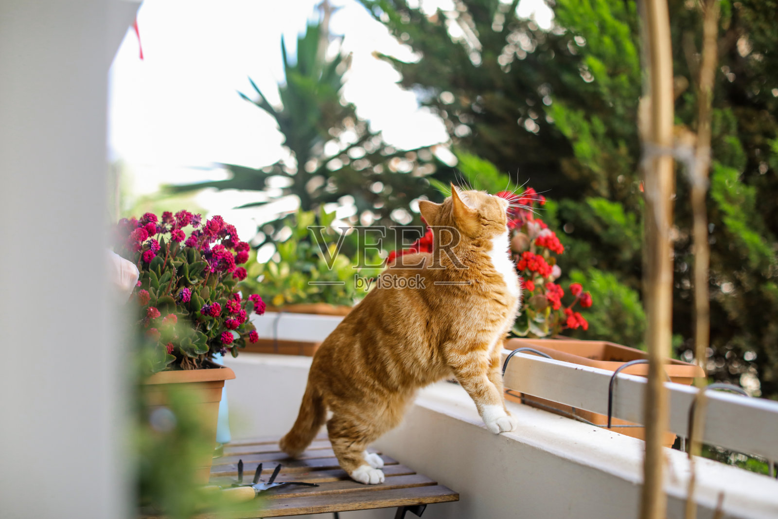 阳台花和猫照片摄影图片