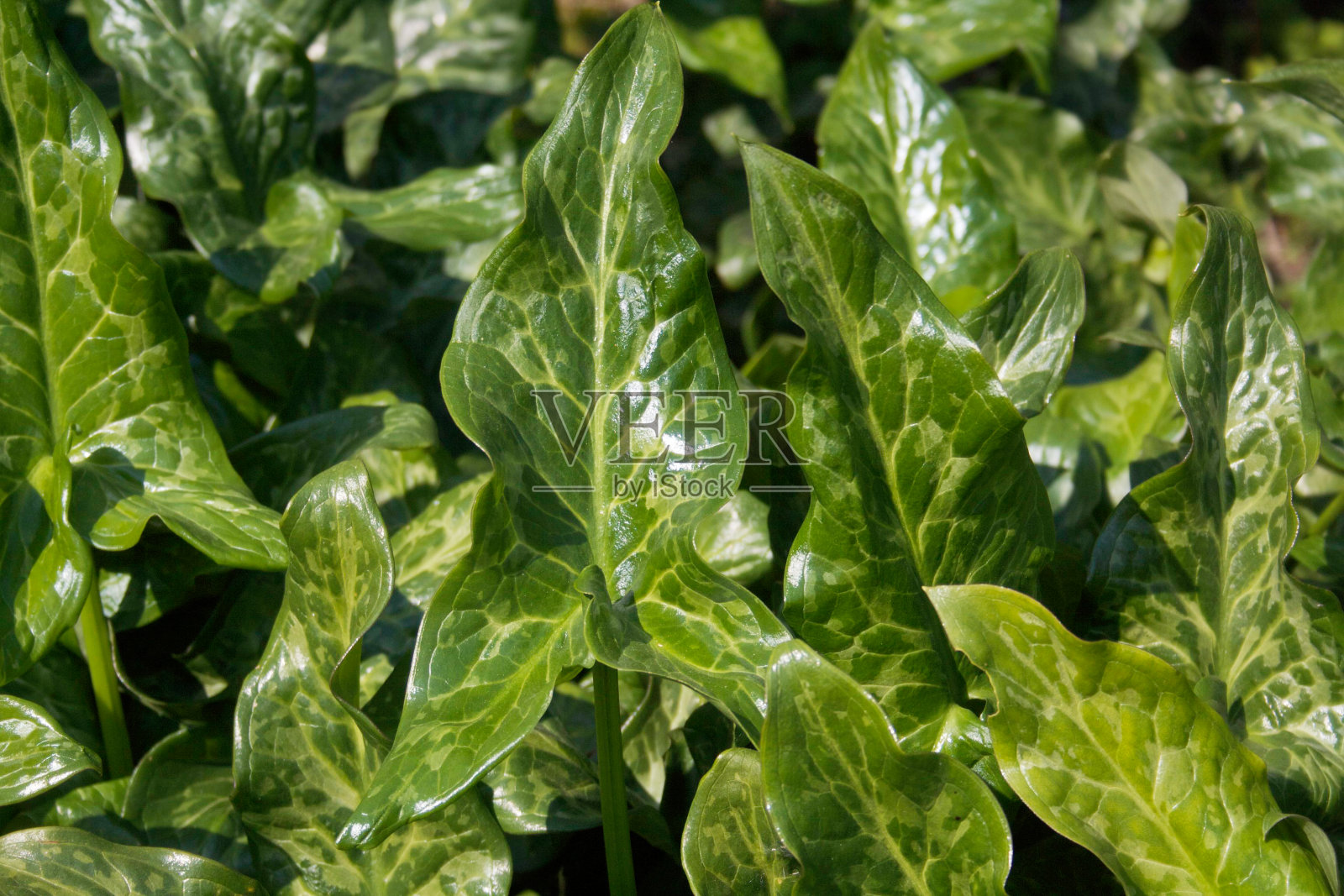 有绿色杂色叶子的Gigaro植物照片摄影图片