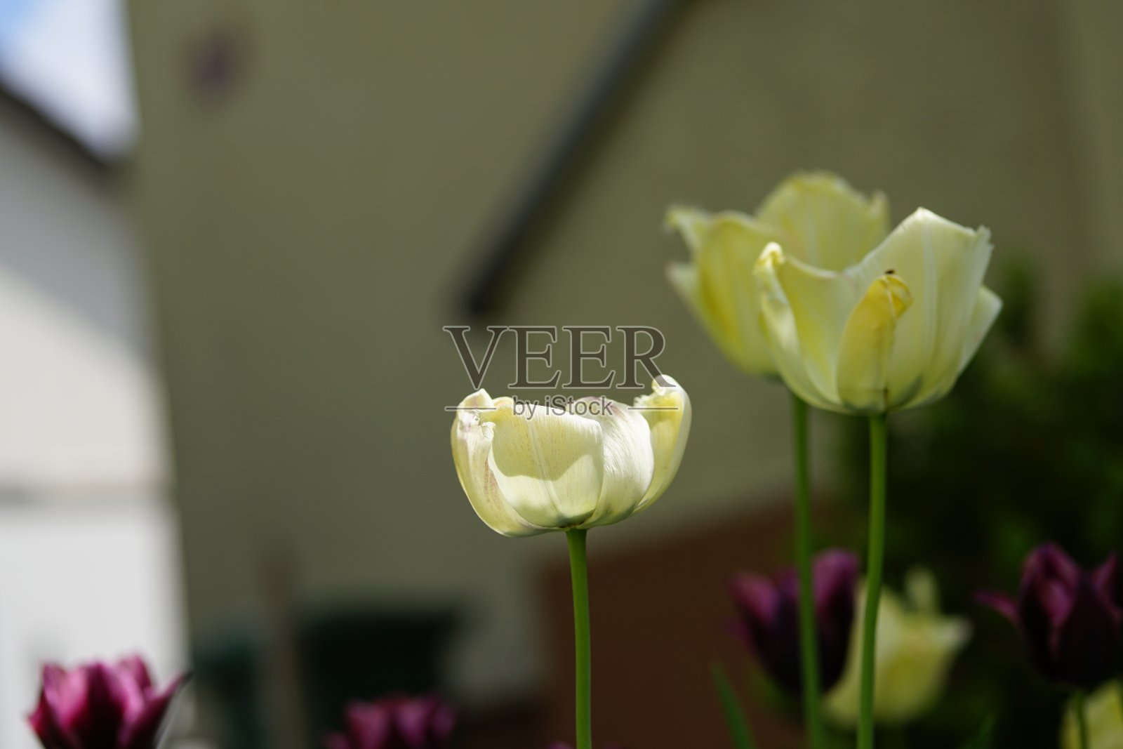 绿色背景上的微距郁金香照片摄影图片