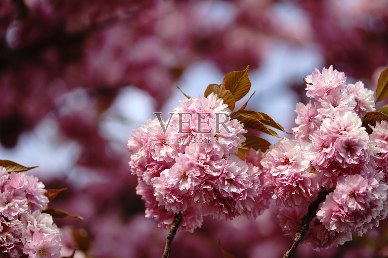 树上有一群粉红色的花照片摄影图片
