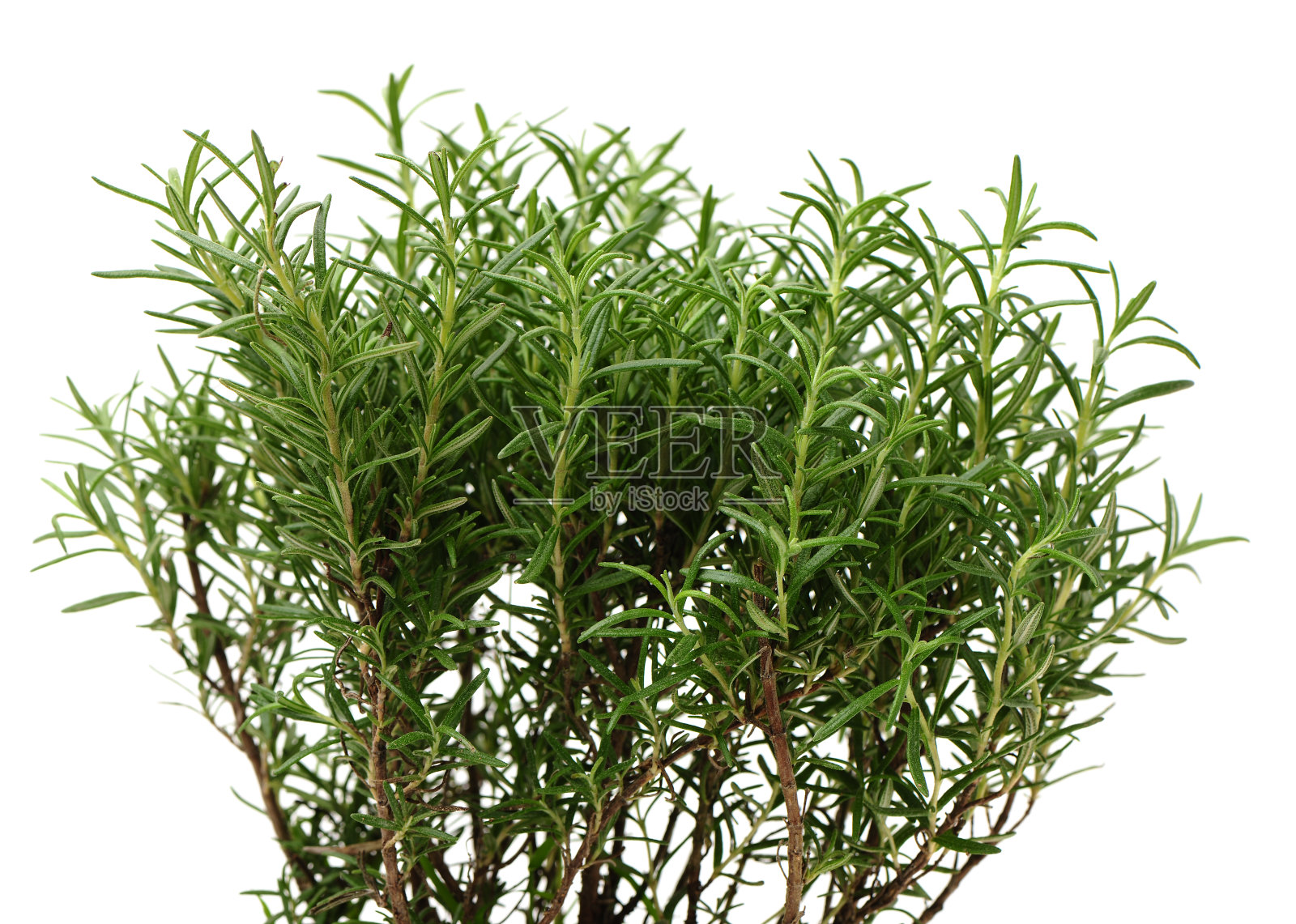 迷迭香的分支照片摄影图片