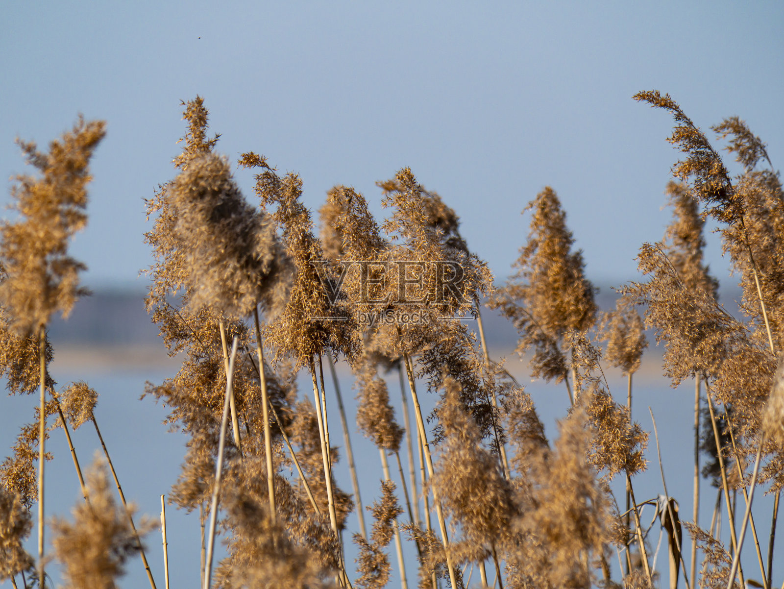 芦苇藤露出水面。照片摄影图片