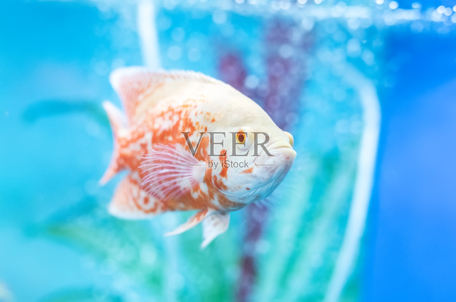 水族鱼在水中的柠檬鱼照片摄影图片