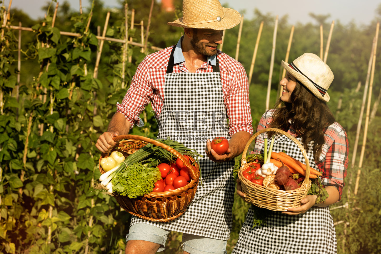 刚从地里出来，夫妇在他们的有机花园工作照片摄影图片