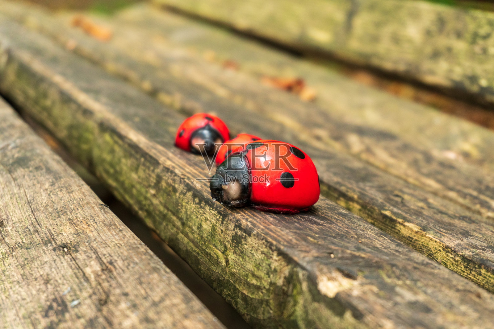 在树林里的一张风化的长凳上，三只木制的瓢虫排成一排照片摄影图片