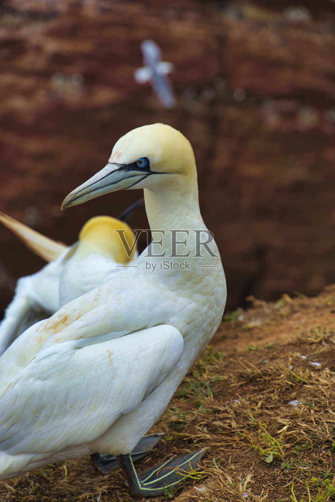 红色岩石上的北方石榴石，照片摄影图片