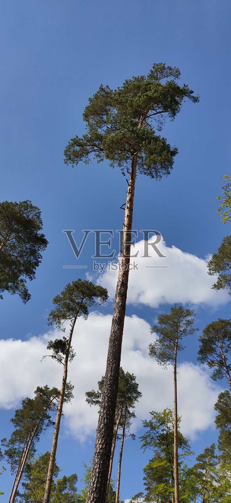 森林里的松树照片摄影图片