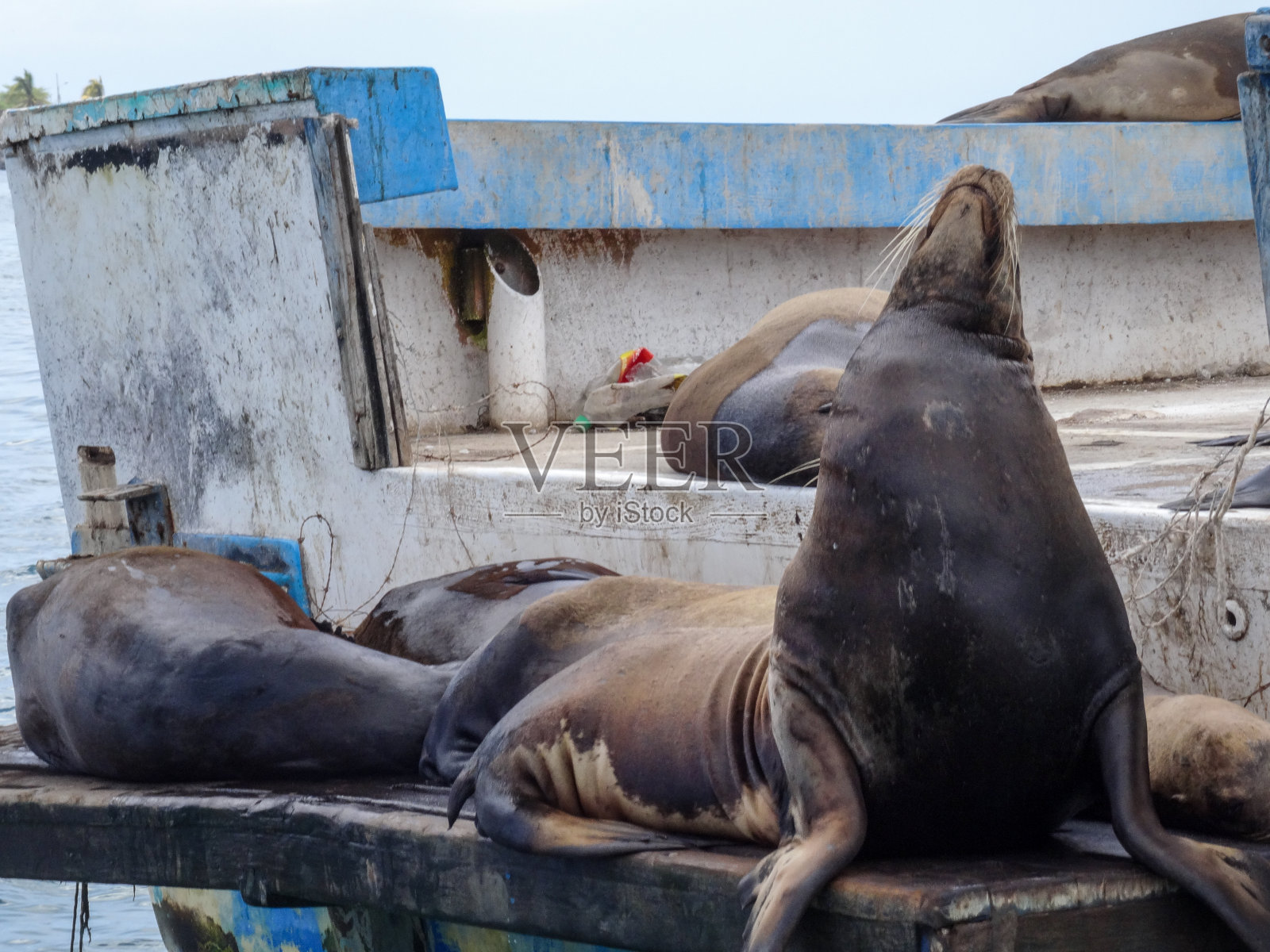 圣克里斯托巴尔岛，加拉帕戈斯海狮和其他海豹在莫雷诺港的船上伸展照片摄影图片