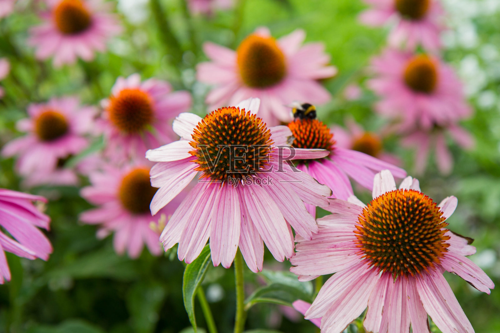 紫锥菊的植物照片摄影图片