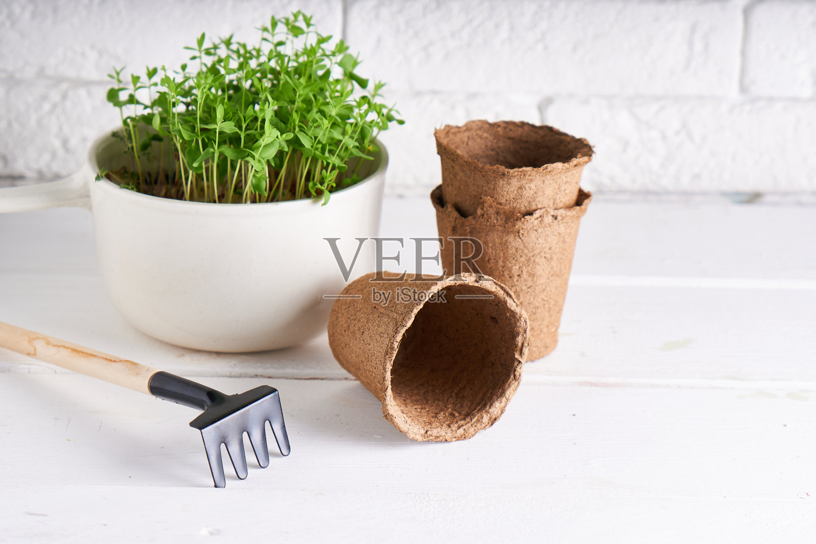 种苗，种籽在家春播。早期的幼苗，是由窗台上的盒子里的种子长成的照片摄影图片