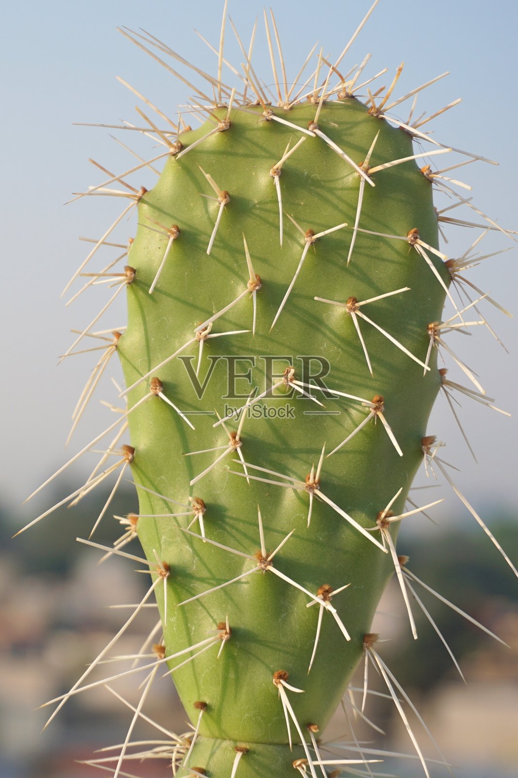 在户外花园花盆中种植满刺的仙人掌，阳光充足照片摄影图片