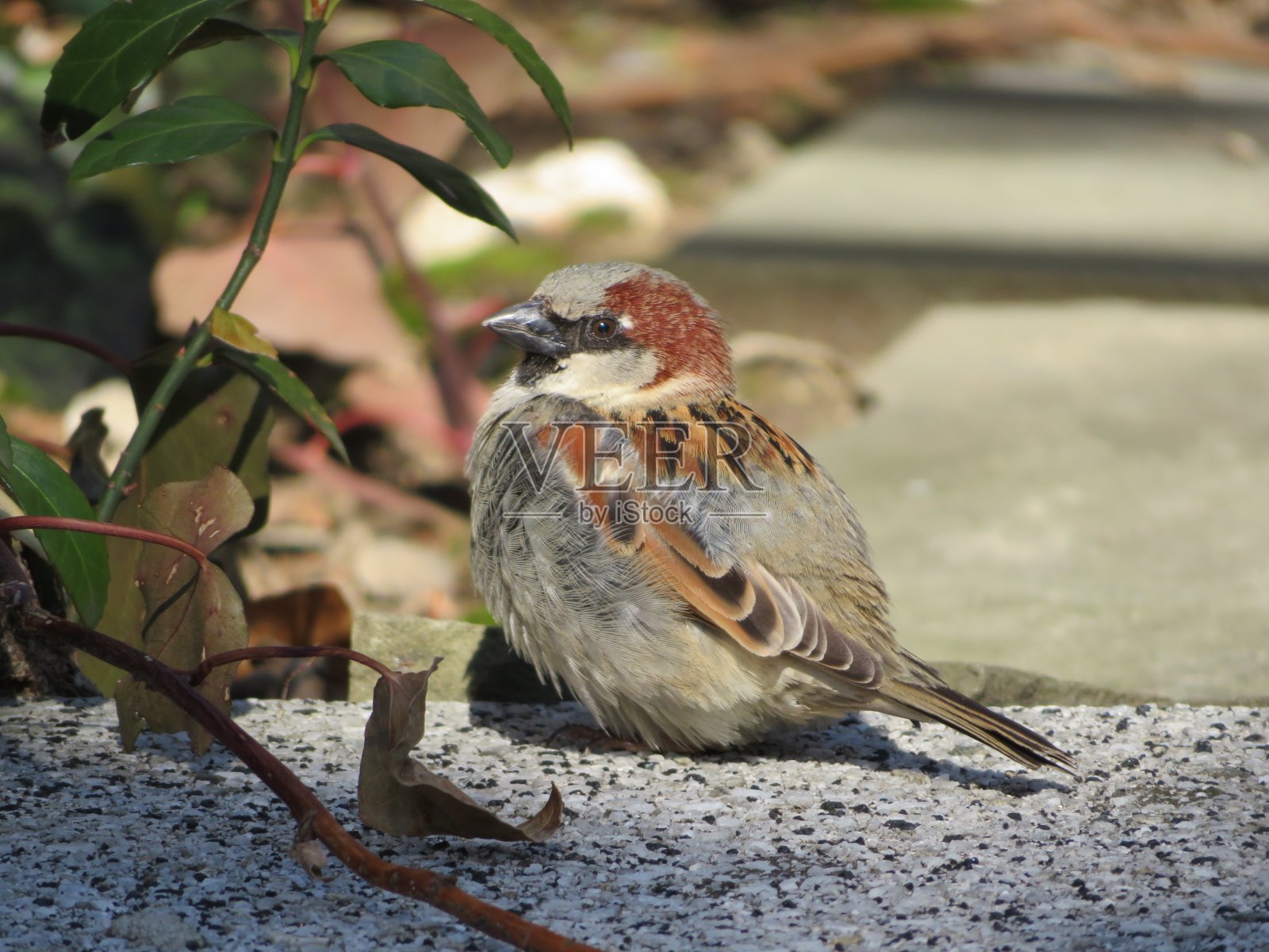 麻雀照片摄影图片