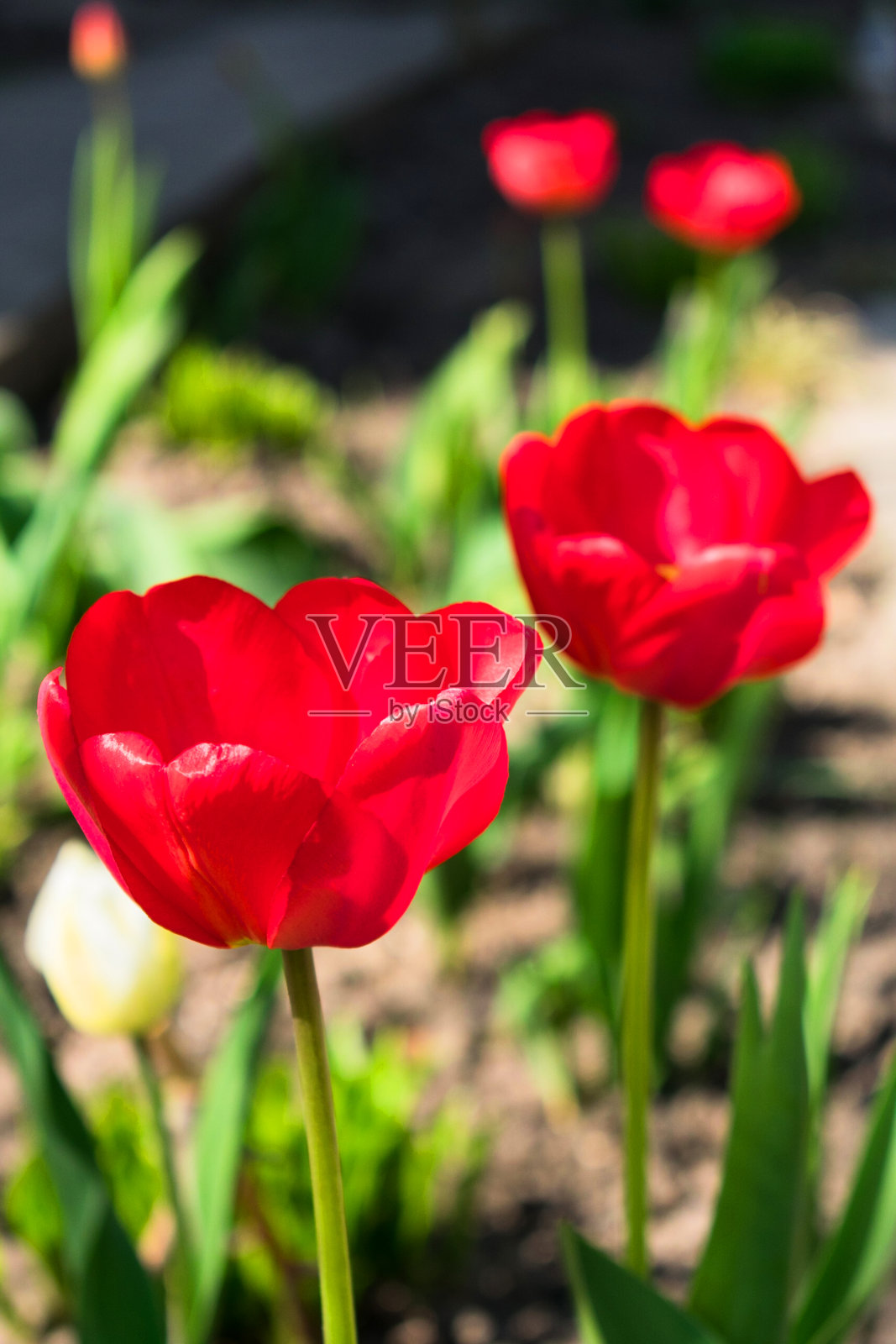 春天花园中盛开的红色郁金香的花蕾。照片摄影图片