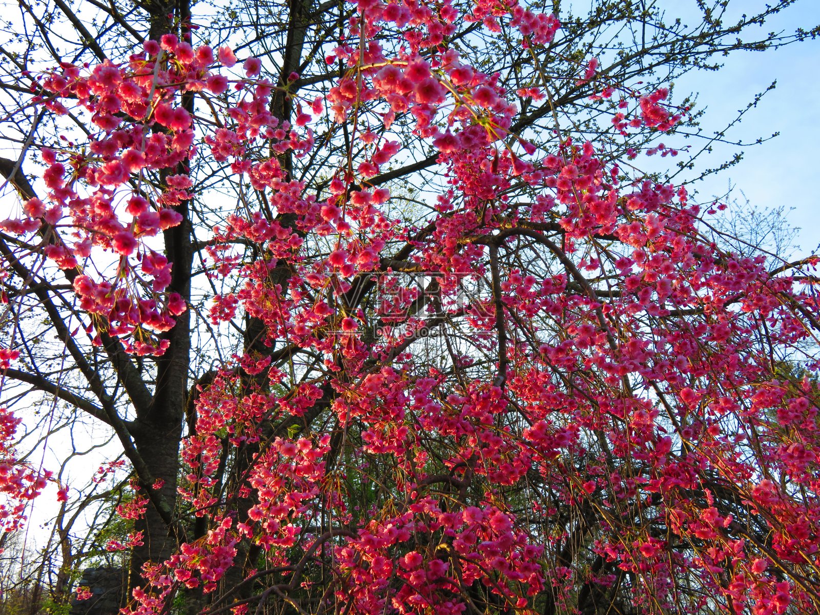 樱花的树照片摄影图片