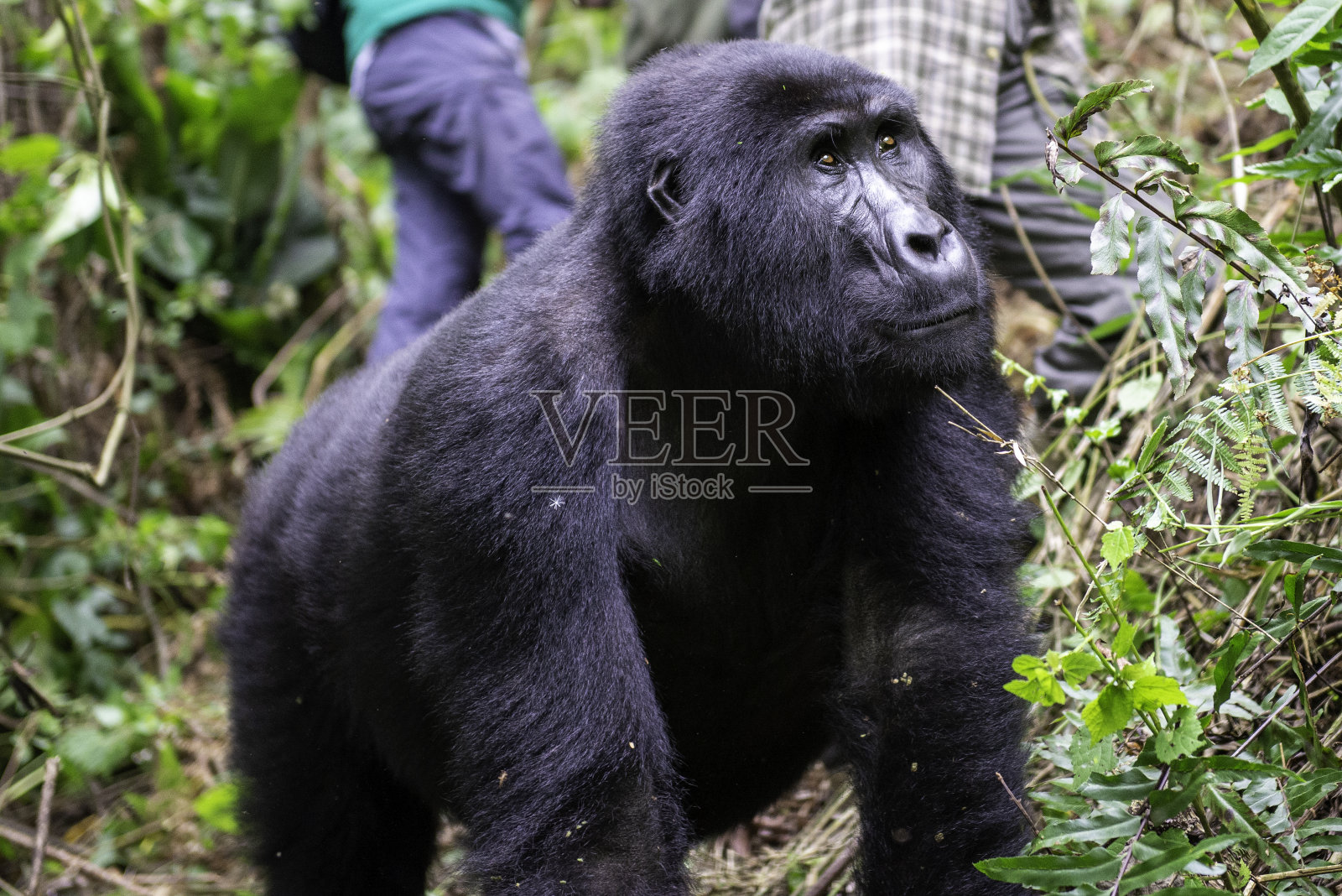 乌干达一只雌性山地大猩猩的肖像照片摄影图片