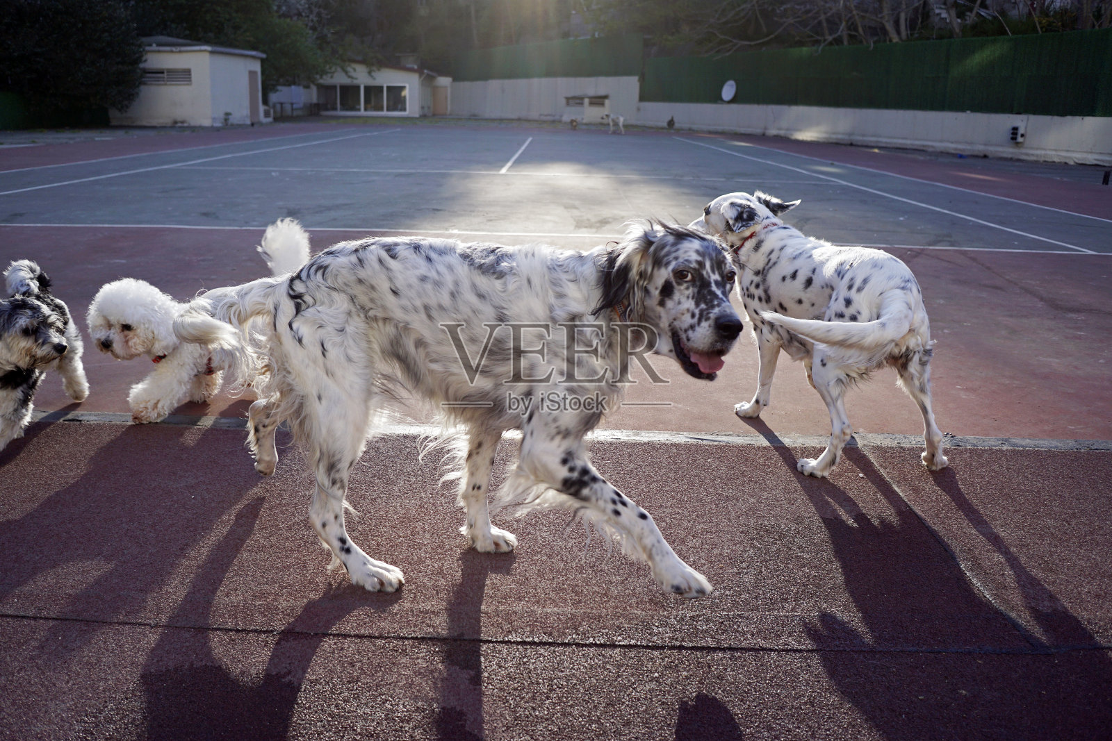狗在公园里玩照片摄影图片