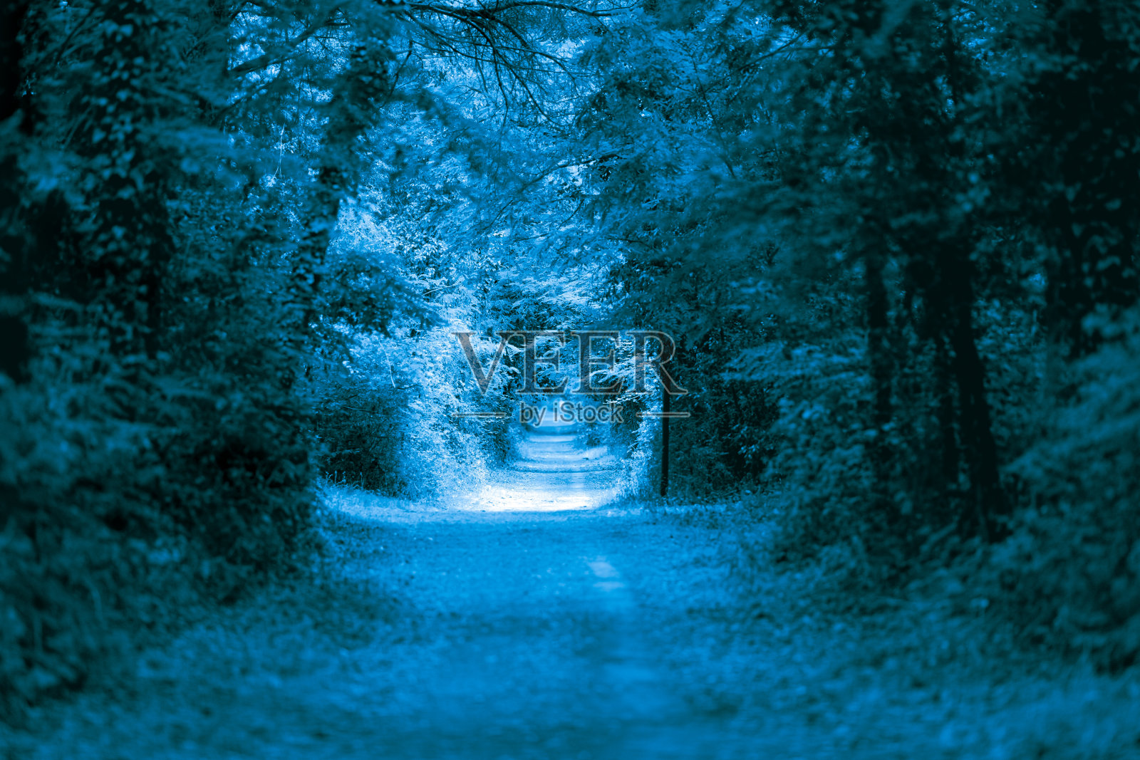 夏日里，森林里寂寞的路，染成蓝色照片摄影图片