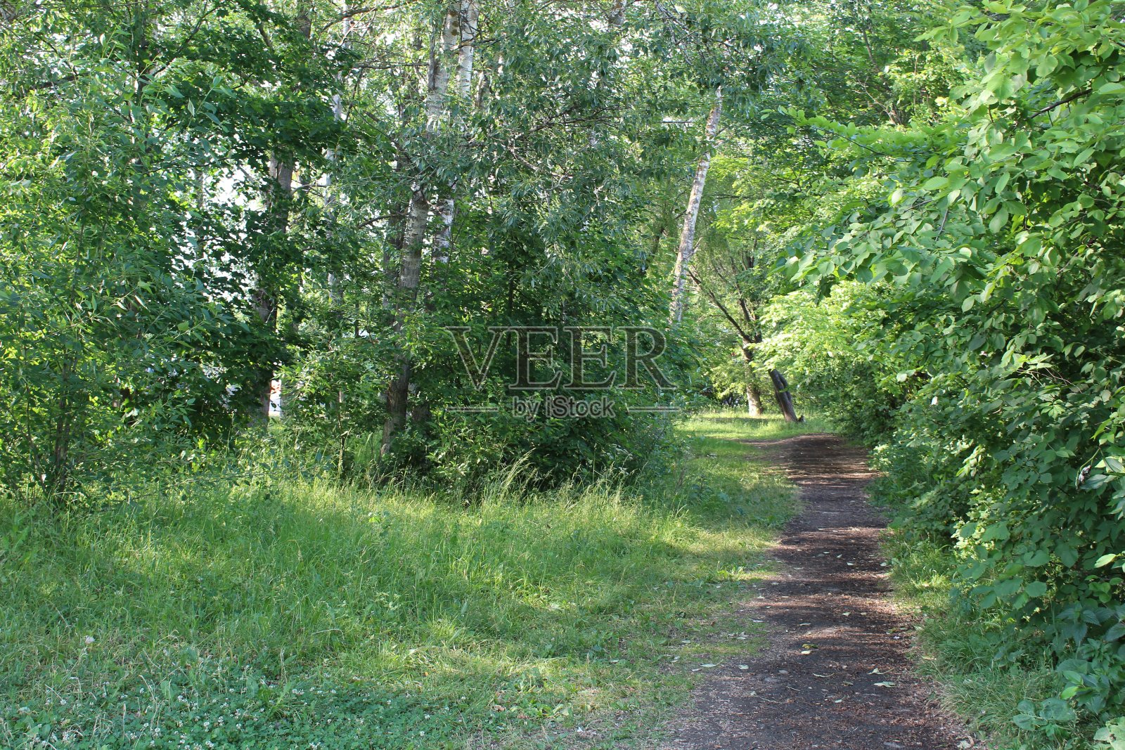 在一个阳光明媚的夏天，在一个美丽的森林里的小路照片摄影图片