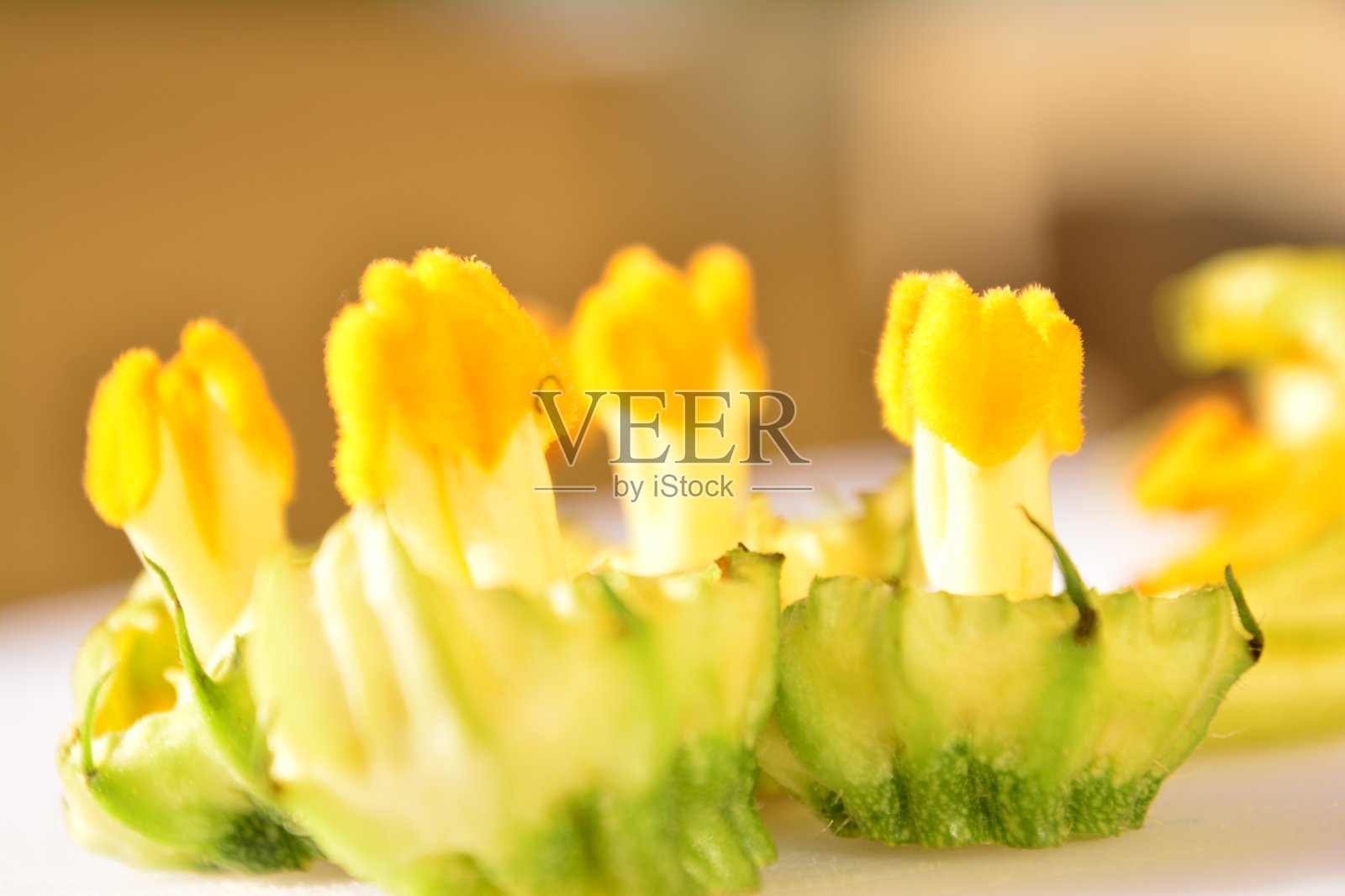 zucchini监护权照片摄影图片