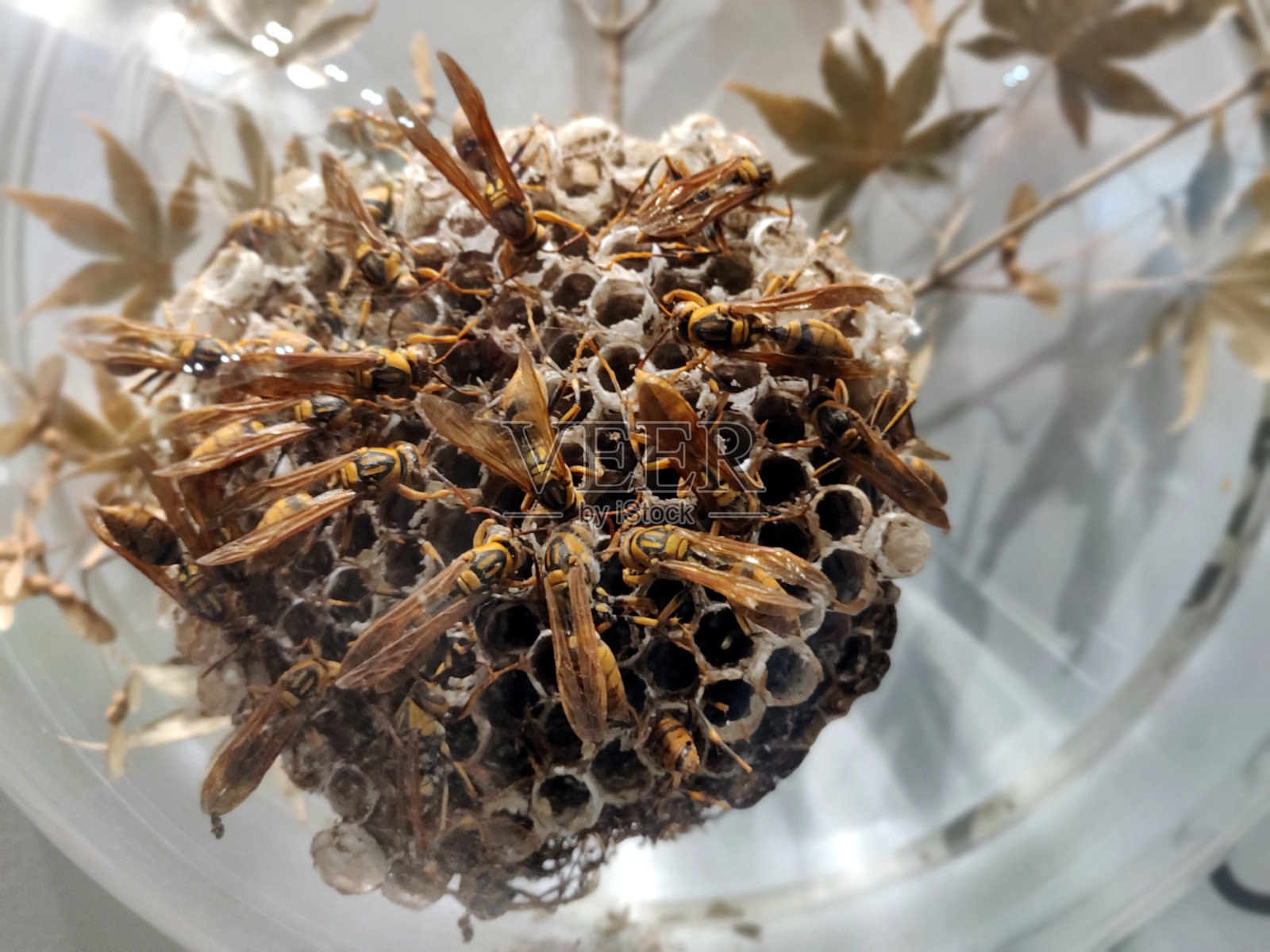 蜜蜂工作的特写照片摄影图片