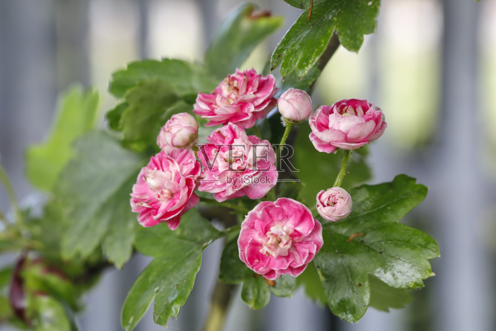粉红色的山楂花可能在春天保罗的猩红山楂照片摄影图片