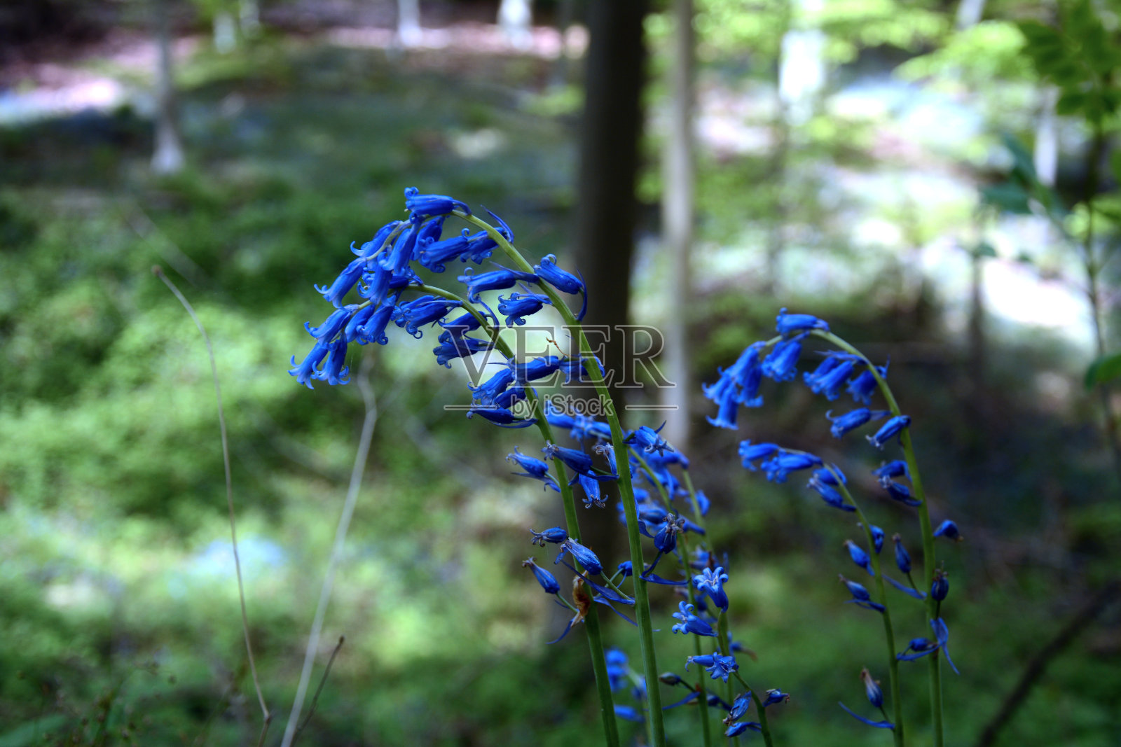近距离观赏比利时的风信子花照片摄影图片