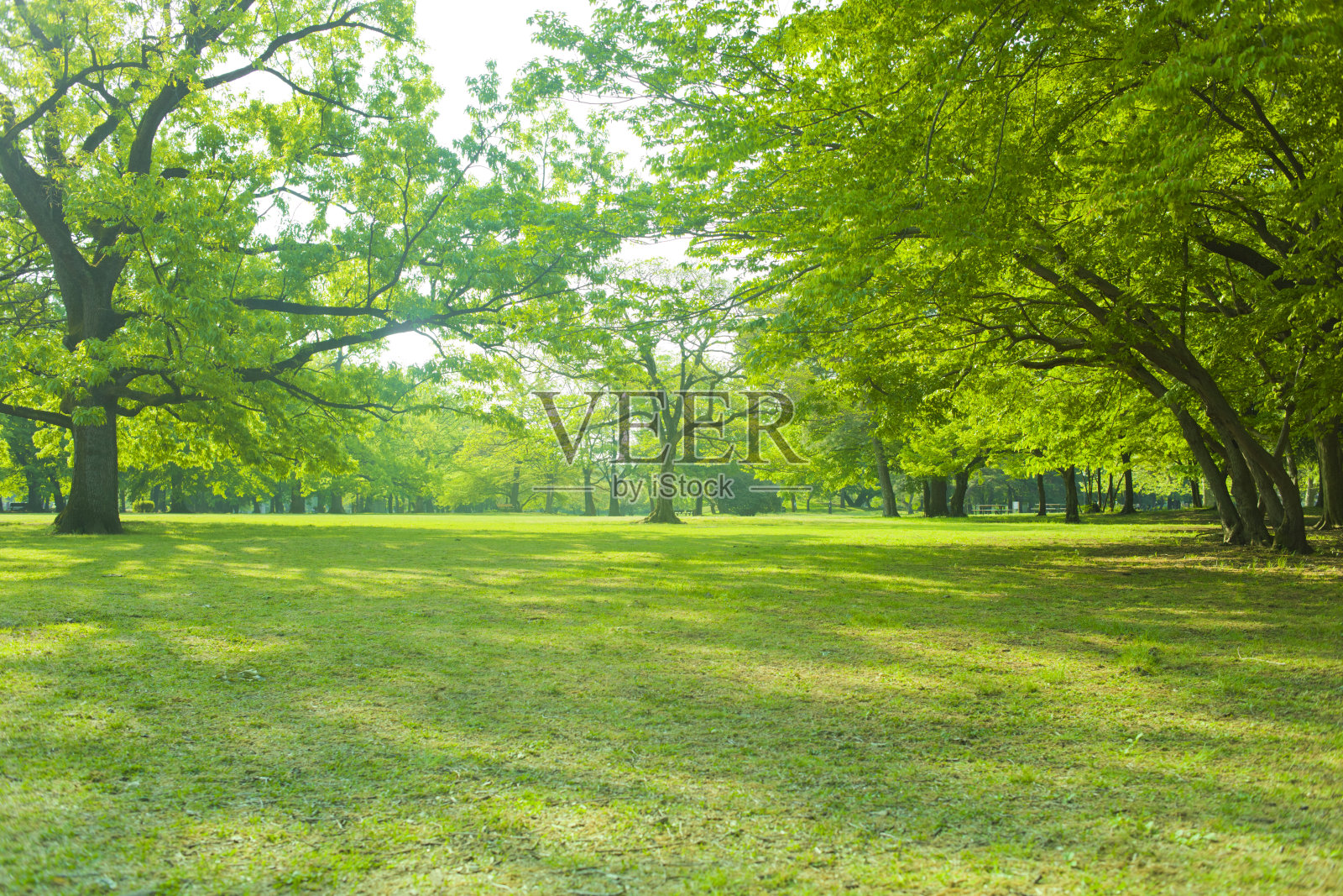 绿色的花园照片摄影图片