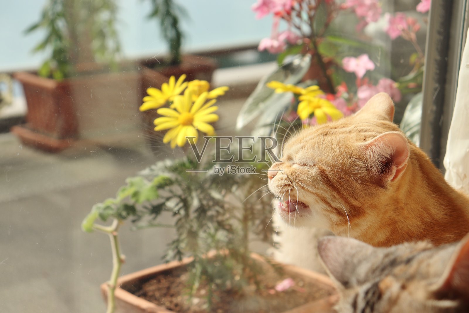 一只可爱的猫，脸朝外，咬紧牙关。照片摄影图片