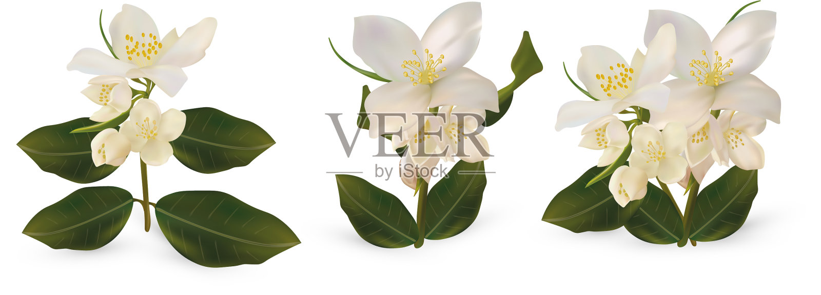 3d逼真的白色茉莉花上白色设计元素图片