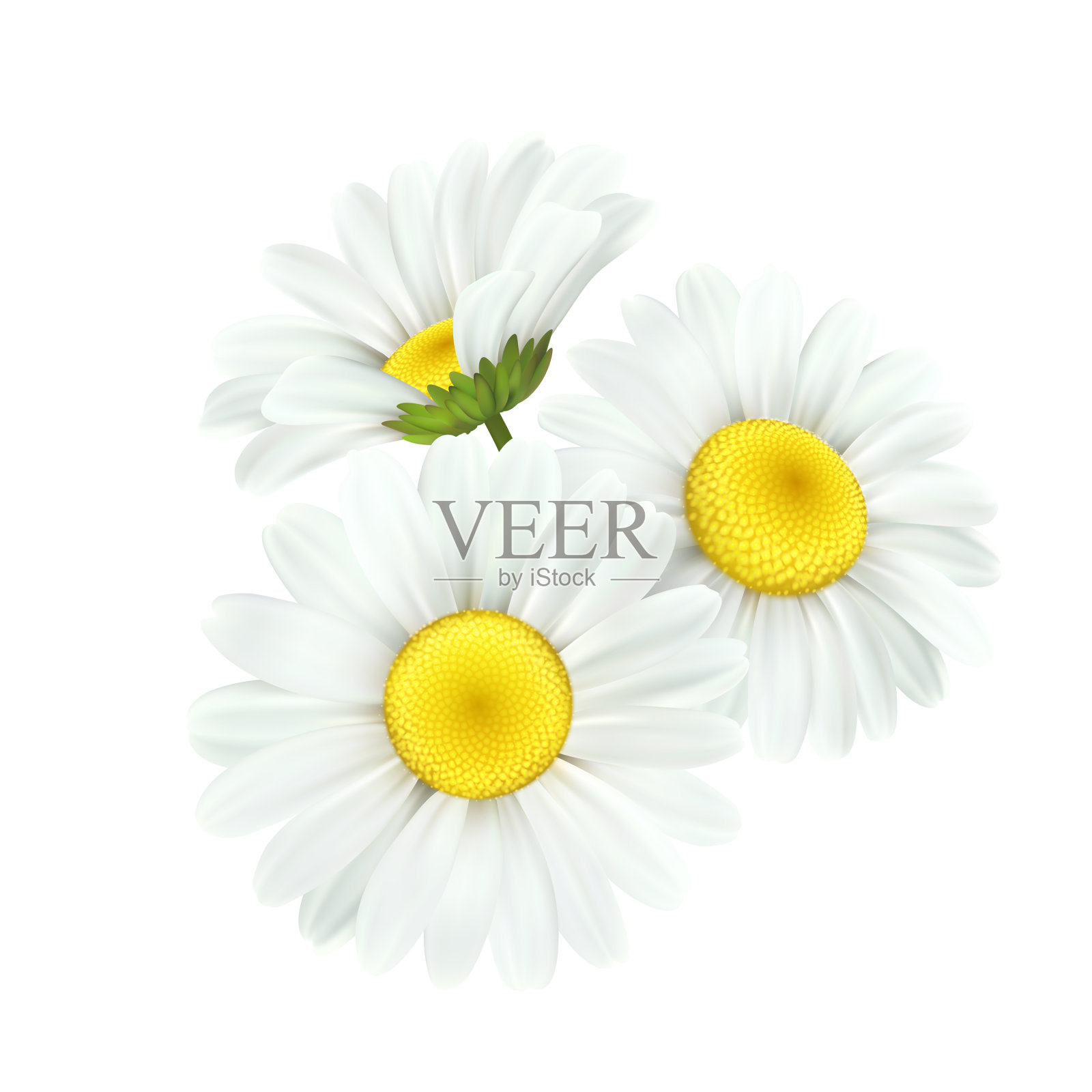 洋甘菊雏菊花孤立在白色上设计元素图片