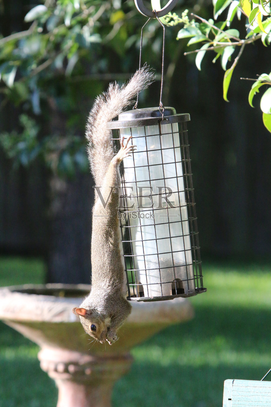 挂松鼠照片摄影图片
