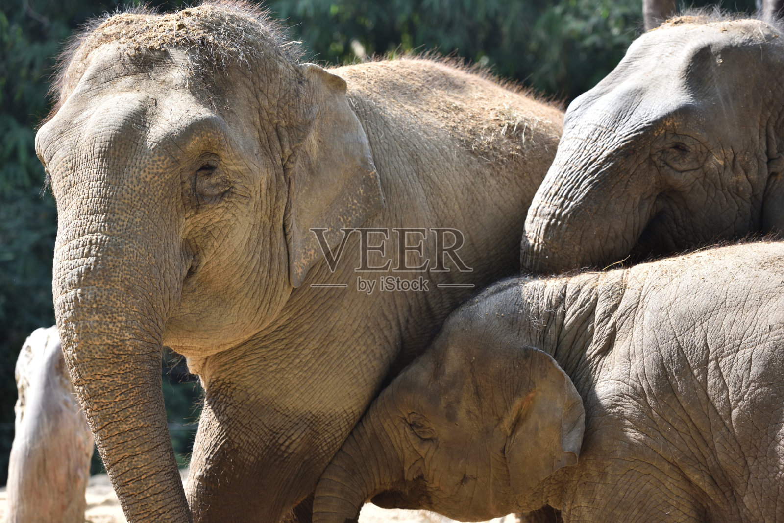 大象照片摄影图片