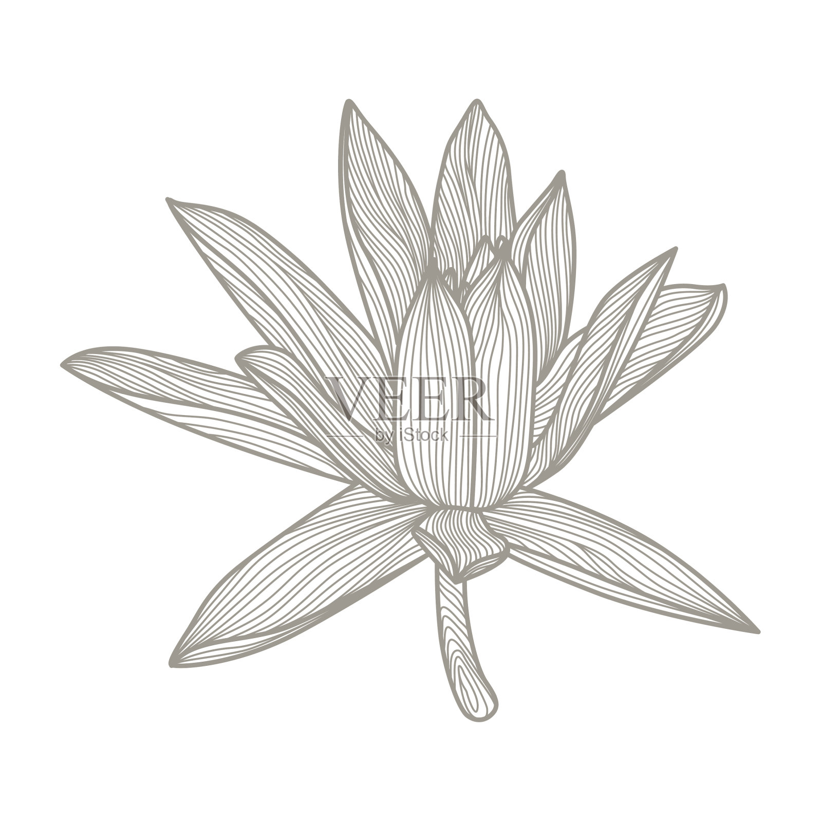 手绘荷花设计元素图片