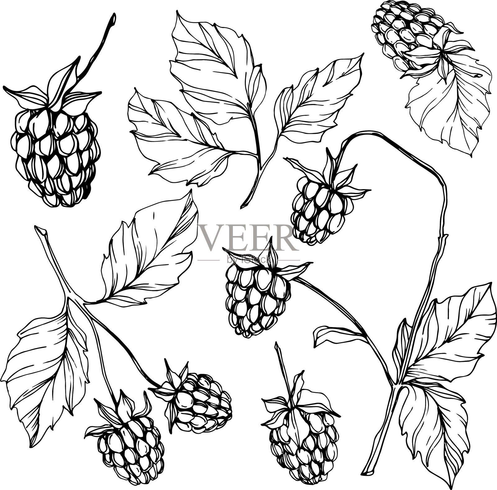 树莓健康食品孤立黑和插画图片素材