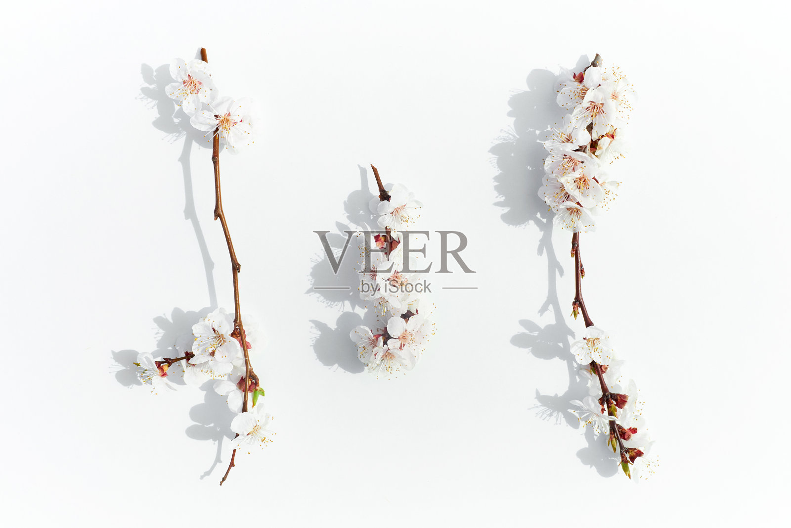 白色背景上的杏花照片摄影图片