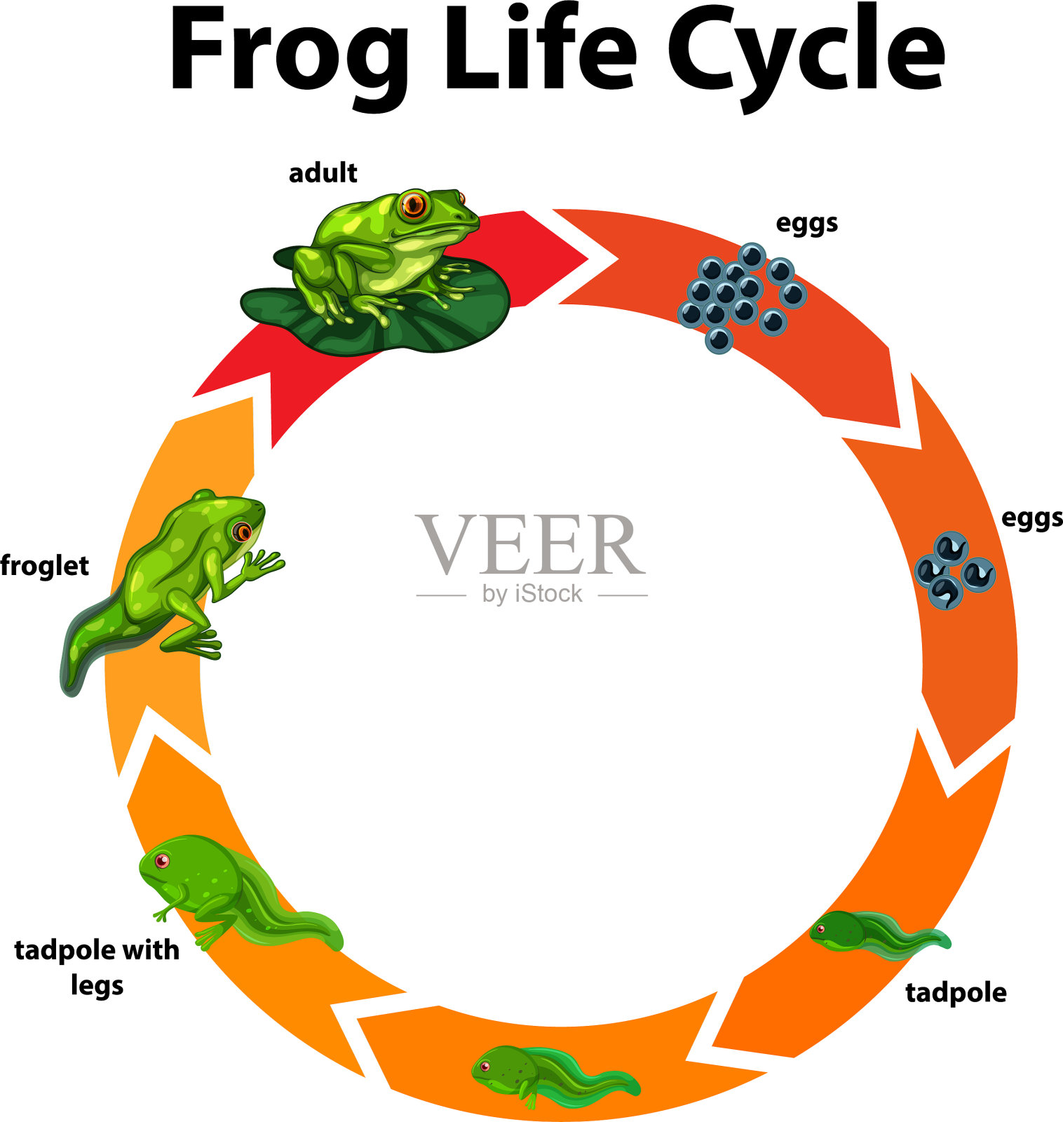 图显示蛙的生命周期插画图片素材